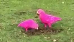 In the pink: A pair of long-billed corellas appear to have been dyed hot pink. The birds were spotted in Smythesdale on Sunday by Philippa Holm's son. Picture: Philippa Holm.