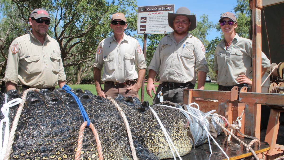 BIG CATCH: The biggest crocodile for the year was trapped in Katherine today after NT Parks rangers were alerted by a weekend fisherman.
