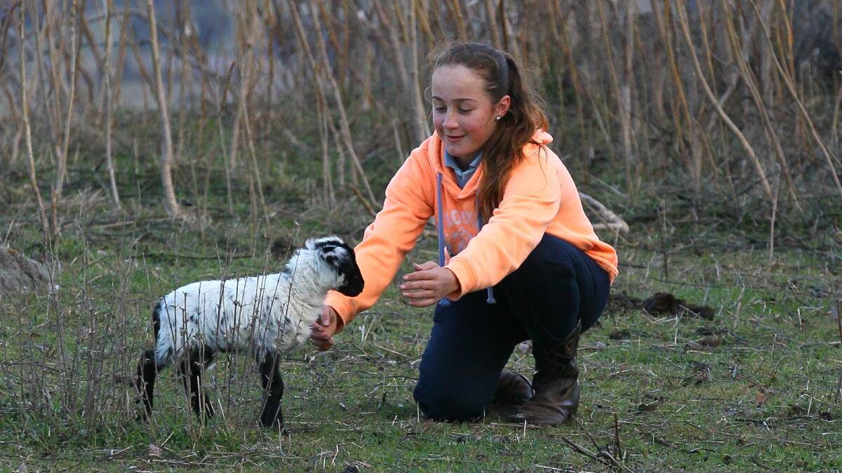 STAY SAFE: Chloe Reynolds, 13, helps her family move their remaining lambs after some were attacked by dogs earlier this week. Picture: Les Smith