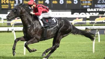 HERO: Prized Icon is seen here ridden by Glyn Schofield. The colt is one of Sydney’s best chances of claiming the BMW Australian Derby at Royal Randwick this Saturday.  Image by Bradley Photographers