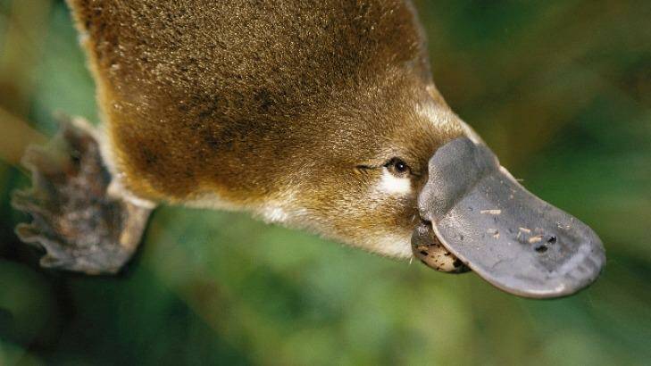 A hormone found in platypus venom could lead to new treatments for type 2 diabetes in humans.  Photo: Adelaide University