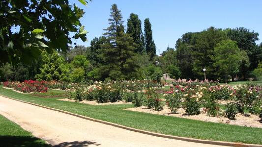 FRIENDS OF THE WAGGA BOTANIC GARDENS: The Friends of the Wagga Botanic Gardens will next meet at 2pm on Thursday August 7 in the Playgroup Hall at the top end of Macleay Street. All visitors and members are welcome to attend. For further information please contact Gary on 6971 2667 or Irene on 6925 4041.