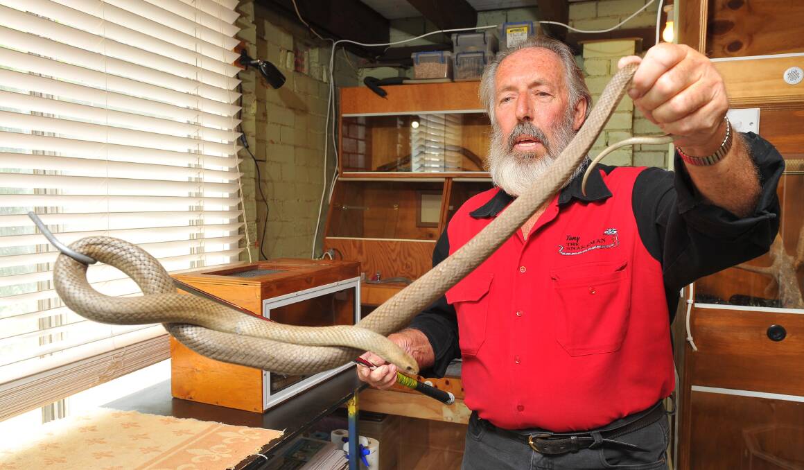 THE SNAKEMAN: Tony Davis examines a Eastern Brown Snake which he caught recovered from a house in Wagga. Picture: Kieren L Tilly