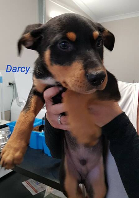 PLAYFUL: Little Darcy is waiting for his new family.