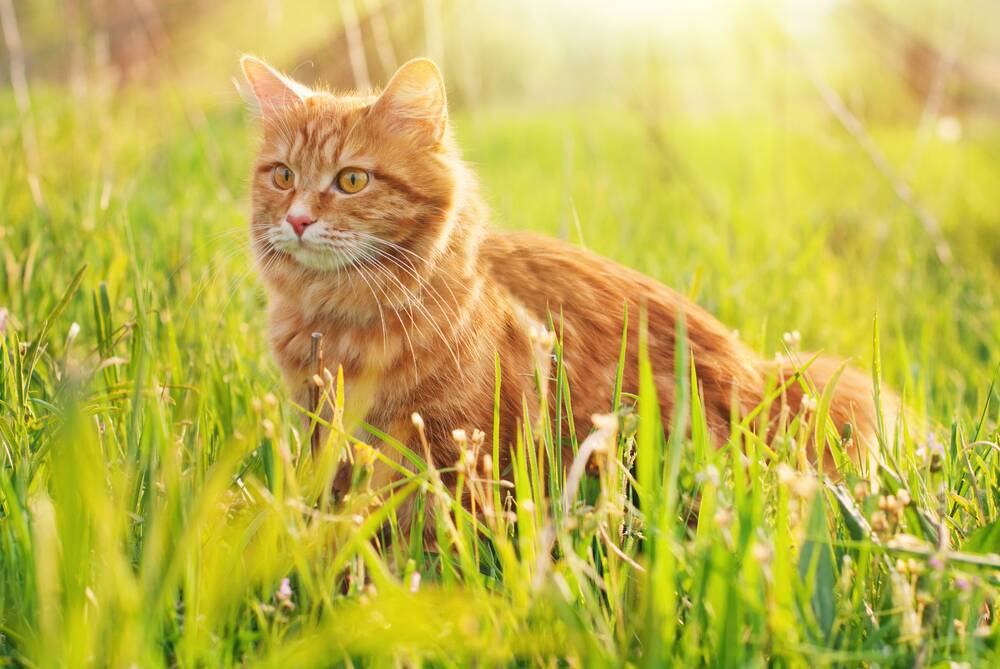 POISON RISKS: Cats are susceptible to a unique number of toxins, including lilies, and owners need to be very aware of what products they use on and around felines.