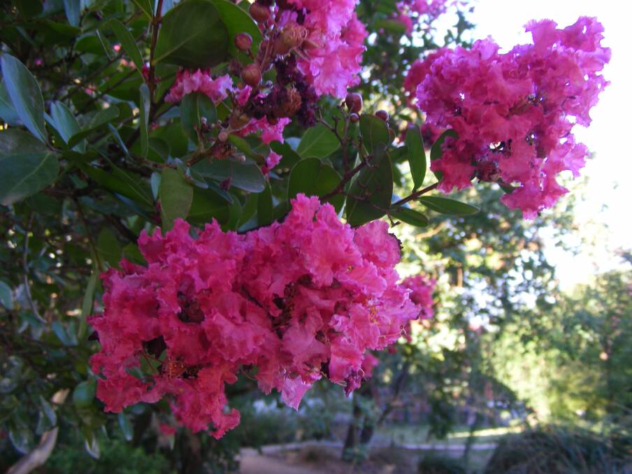 ALL-ROUNDER: A crepe myrtle displays its gorgeous flowers. But the show continues through autumn and winter. These stunning plants are available in many different sizes and colours.