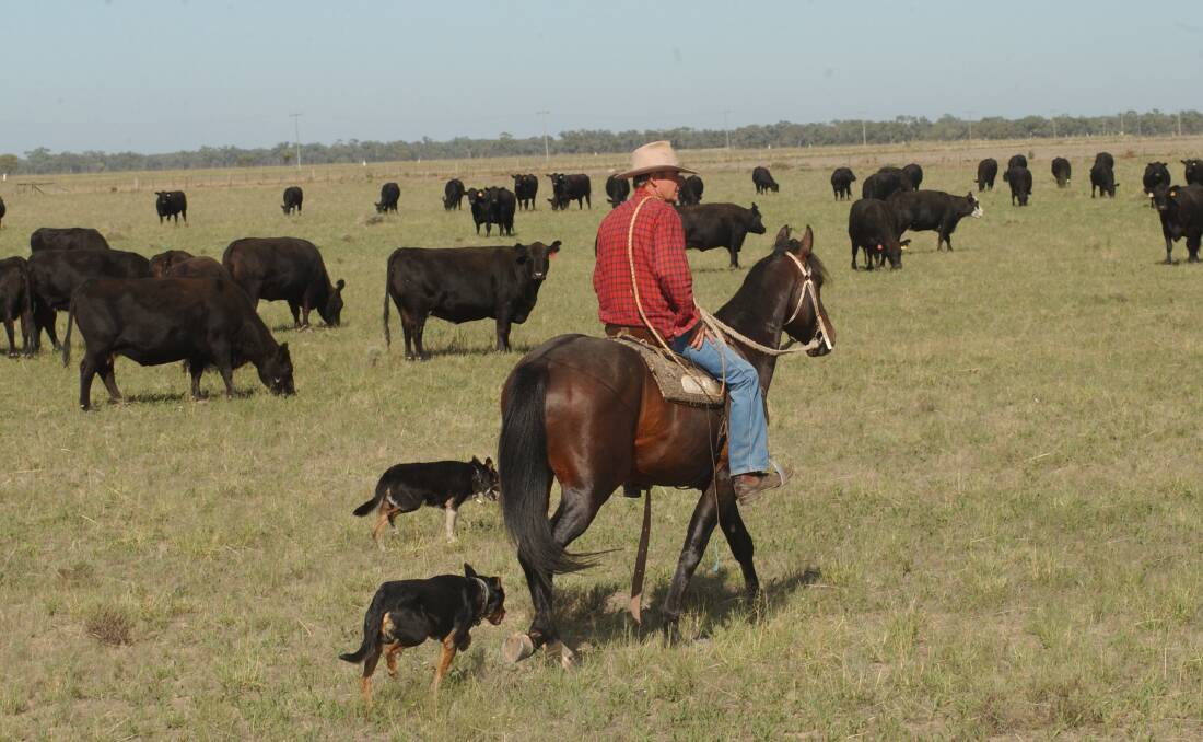 Droving a herd of Angus cows on Twynam Pastoral Company's Gundaline in the 1990s. File photo.