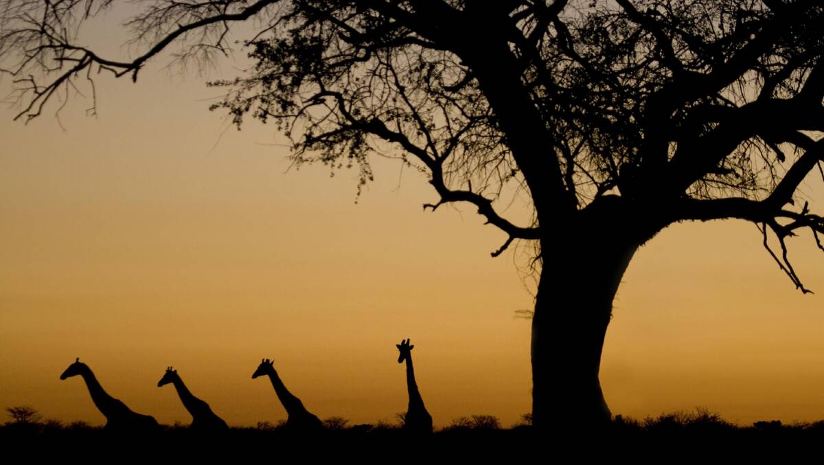 Part of Crooked Compass’s ‘Raw Namibia’ journey … encountering a herd of giraffe.
