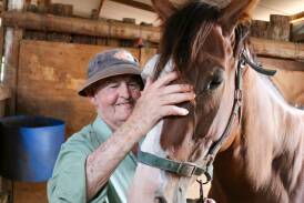 Long-time Leeton trainer Peter Clnact with filly, Migjet, in his stables at Sona Lodge. Picture by Kim Woods
