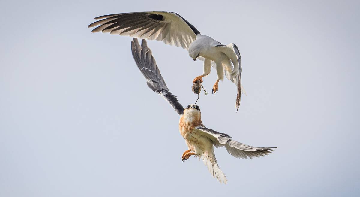 BAIT AND SWITCH: Black-shouldered kites fight over a mouse. The species is one of several in peril due to their consumption of poisoned rodents. Picture: supplied
