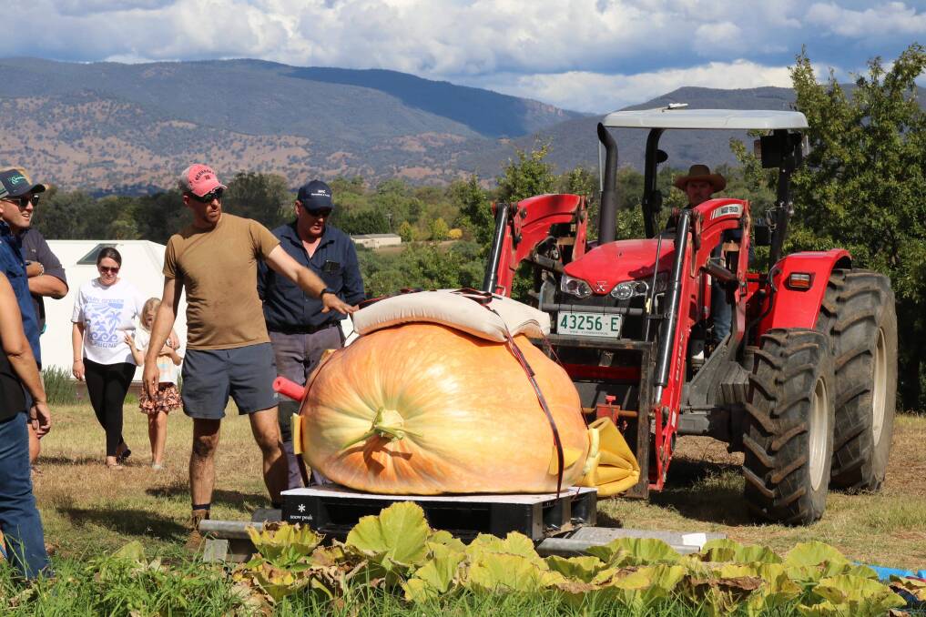 Tumut's Mark Peacock successfully grew a pumpkin weighing 412 kilograms in his own backyard. Picture supplied
