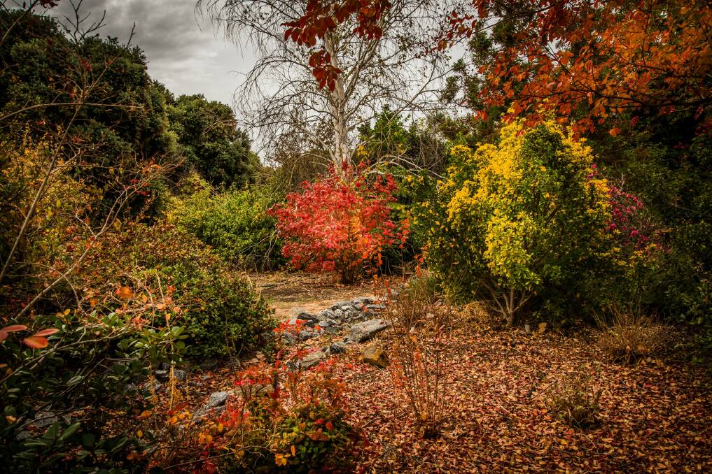 AUTUMN LOVE: The stunning Inland Botanic Gardens feature Australian and exotic species and a rose garden with more than 1600 bushes. Picture: Aaron Hawkins