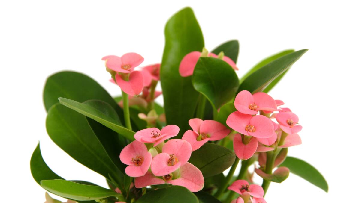 EUPHORIC EUPHORBIA: The stunning flowers of the Euphorbia milii are not flowers at all but bracts or modified leaves. Euphorbias love sun and can take a little neglect. In the right conditions they produce masses of flowers.