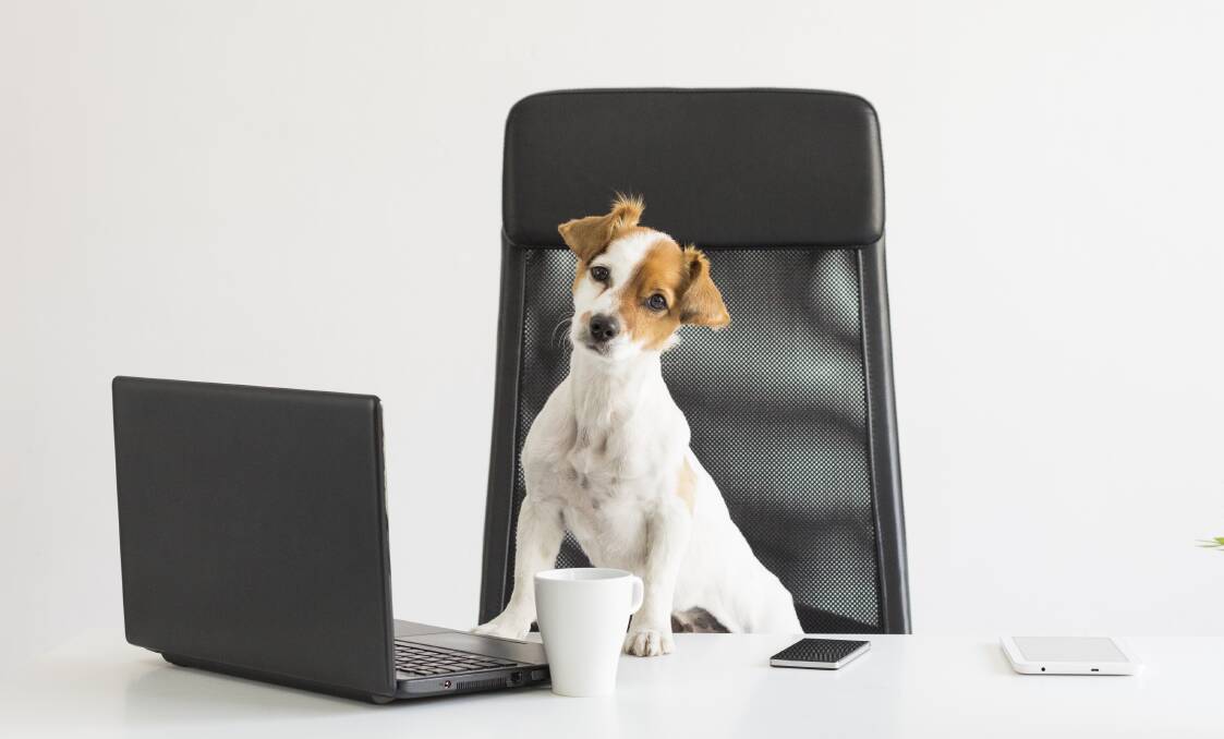 Be prepared: Make sure you understand your dog's personality, their energy levels, and their ability to meet strangers and new dogs before you bring them to the office.