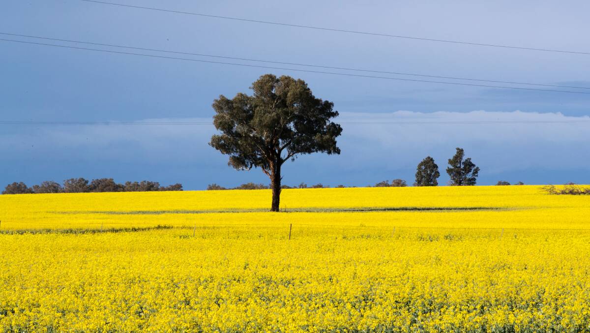 Why not here?: John Hewson says it's embarrassing that 80 per cent of the canola we export to Europe is used by them to make biofuels. Photo: Janie Barrett