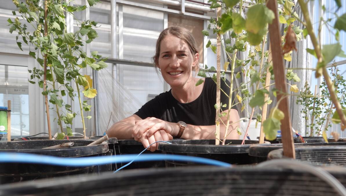 HUMID: Dr Brooke Kaveney has been growing quinoa in the sweltering Wagga glasshouse for the past five months. Picture: Monty Jacka