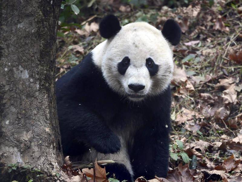 Giant panda Bei Bei is settling in at a panda base in China after arriving from the United States.
