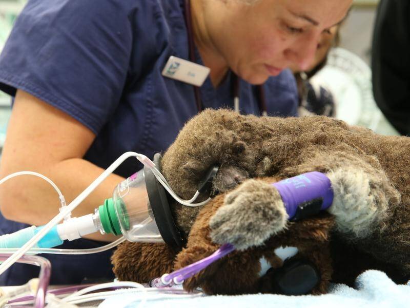 People are being urged to donate their 10 cent container deposit cashback to koala rescue and care.