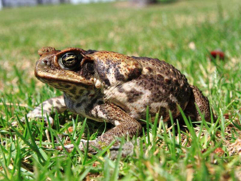 West Australian cane toads are finding enough shade in some places to become active during the day.