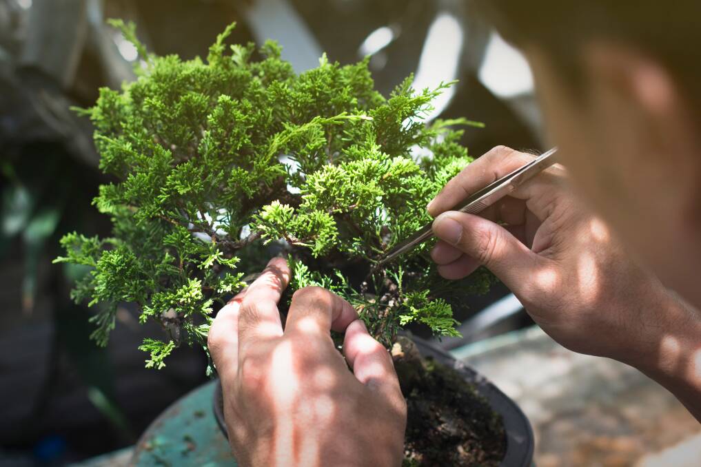 BONSAI: Wagga Wagga Bonsai Society Inc meets at the ARCC Hall on Tarcutta Street, third Saturday of the month from 1pm to 5pm. New members welcome.
